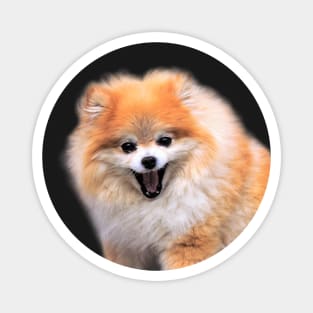 Cute Laughing Pomeranian Dog Magnet